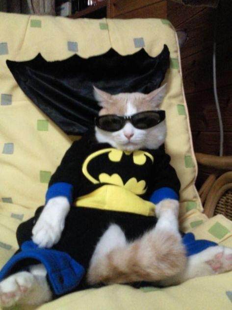 It’s that time of the… arbitrary period of chronology? Batman Cat, Cat Halloween Costume, Pet Halloween Costumes, Animals Dogs, Silly Cats Pictures, Cute Cats Photos, Pet Animals, Silly Animals, Pet Costumes