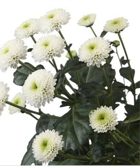 Chrysanthemum Flower Arrangement, Mum Flower, White Chrysanthemum, Mums Flowers, Florist Supplies, Chrysanthemum Flower, Flower Packaging, White Wedding Flowers, Diy Wedding Flowers