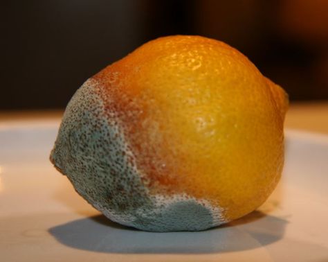 Please send us a photo of the actual fruit that is damaged, this is a lemon! We don't ship lemons! Thanks Advanced Higher Art, Rotten Fruit, Growth And Decay, Lemon Art, Orange You Glad, High Art, Drawing Inspiration, Art Inspo, Art Projects