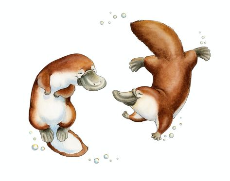 Watercolor Platypus, Platypus Watercolor, Platypus Art, Australian Animal Nursery, Watercolour Nursery Art, Australia Art, Animals Watercolor, Nursery Art Decor, Watercolor Nursery