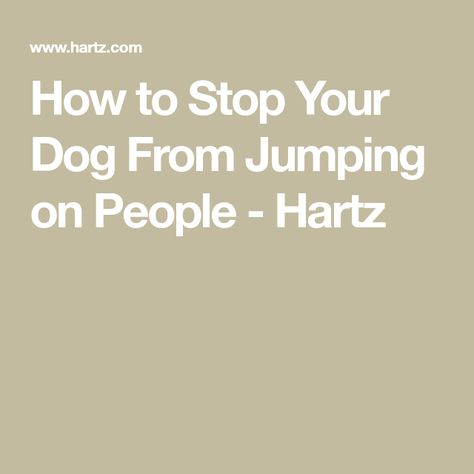 How to Stop Your Dog From Jumping on People - Hartz Jumping Dog, Dog Jumping, Best Treats For Dogs, Stop Dog Barking, Dog Whisperer, Cesar Millan, Dog Attack, Best Puppies, Dog Training Techniques