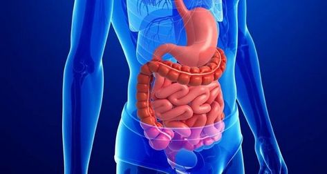 Gastrointestinal tract | Fact | FactRepublic.com Health And Hygiene, Colon Health, Eric Berg, Detox Waters, Body Scanning, Cleanse Your Body, Digestion Problems, Digestive System, Health Supplements