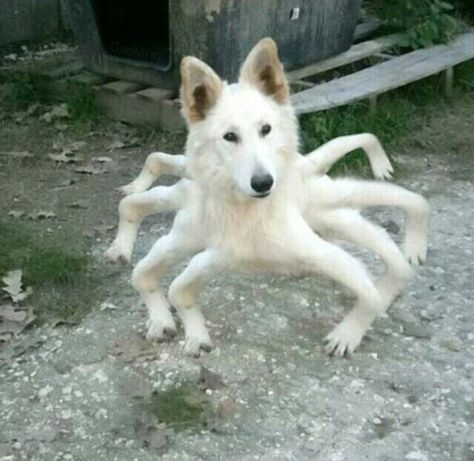 33 Funny Memes & Pics to Feed Your Humor Appetite 24 Spider Dog, Images Terrifiantes, Weird Images, Funny Animal Jokes, 웃긴 사진, Memes Humor, Animal Jokes, Weird Animals, Funny Animal Pictures