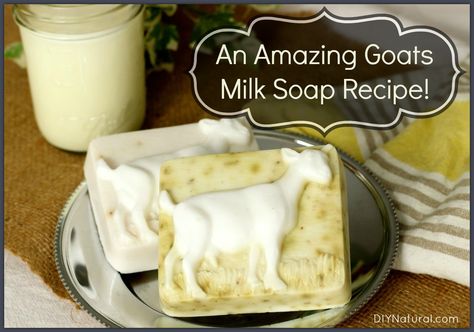 This goat milk soap recipe yields soap that is great for your skin! It works with other milk types too so follow the recipe and get started. Goats Milk Soap Recipe, Milk Types, Spa Treats, Goat Milk Soap Recipe, Milk Soap Recipe, Goat Milk Recipes, Homesteading Tips, Savon Diy, Bath Care