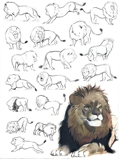 Lion Anatomy, Lion Sketch, Lion Drawing, Nature Sketch, Big Cats Art, Animal Study, Lion Art, Anatomy Drawing, Animal Sketches