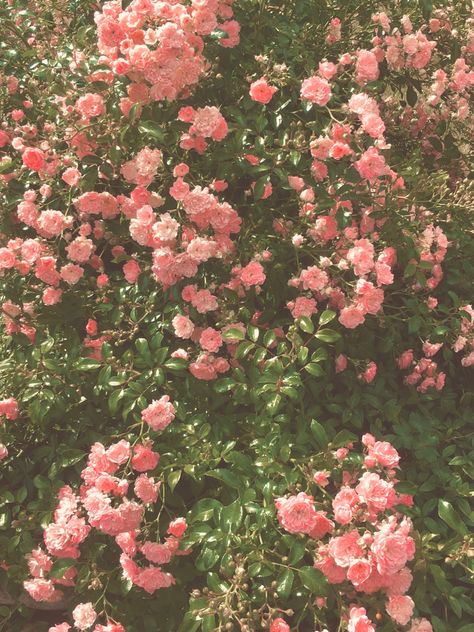 Soft Pink Vintage Aesthetic, Pink Roses Aesthetic Vintage, Medium Pink Aesthetic, Soft Pink Roses Aesthetic, Roses Vintage Aesthetic, Juliet Rose Wallpaper, Old Rose Aesthetic, Soft Pink Aesthetic Vintage, Girly Vintage Aesthetic