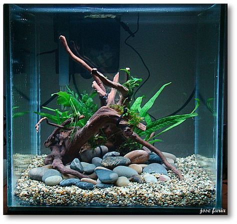 30cm Cube journal... - The Planted Tank Forum Cube Tank Aquascape, Easy Maintenance Plants, Minimalist Aquarium, Betta Aquascape, Aesthetic Fishing, Kandang Hamster, Fish Tank Ideas, Fish Aesthetic, Fish Aquarium Decorations