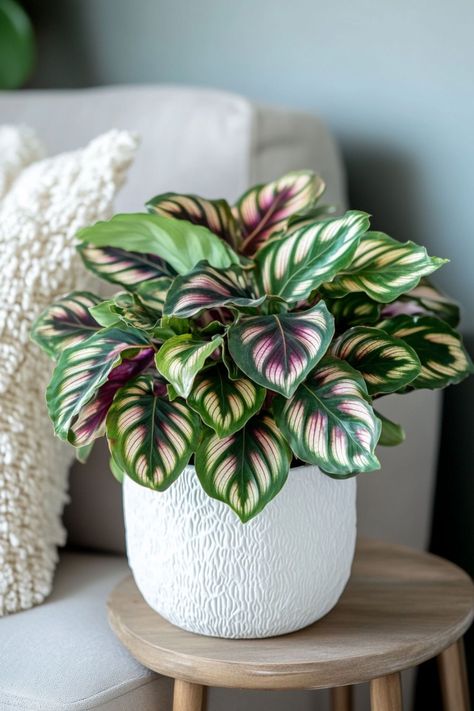 Calathea is a stunning and vibrant addition to any indoor space! 🌿🏡 Known for its strikingly beautiful, patterned leaves and dynamic foliage, this plant is a delightful blend of elegance and lush greenery. Easy to care for and bursting with visual appeal, Calathea is perfect for adding a touch of nature and sophistication to your home. Indulge in this botanical beauty today! 🌱✨ #Calathea #Houseplants #IndoorGarden #GreenLiving Plant Vegetables, Calathea Plant, Plant Care Houseplant, Plant Pot Covers, Growing Plants Indoors, Best Indoor Plants, Plant Decor Indoor, Plant Aesthetic, Mini Plants