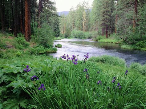 #SunKuWriter #Portugal New Site .- Free Books http://sunkuwriter.com Spells That Really Work, River Camp, Struggles In Life, Black Magic Spells, Fb Cover Photos, Fb Cover, Jefferson County, Tall Trees, Oregon Usa