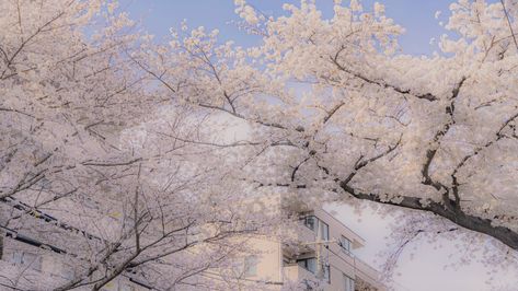 Horizontal Wallpaper Desktop Aesthetic, Horizontal Wallpaper, Pretty Scenery, Cherry Blossom Wallpaper, Japan Landscape, Laptop Wallpapers, White Cherry Blossom, Cherry Blossom Background, Sakura Tree