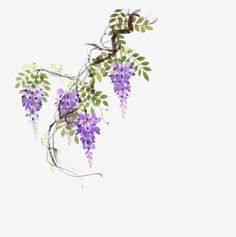 Painted Wisteria, Wisteria Vines, Vine Drawing, Wisteria Flowers, Vine Tattoos, Hanging Vines, Leaf Plant, Flower Green, Painted Flower