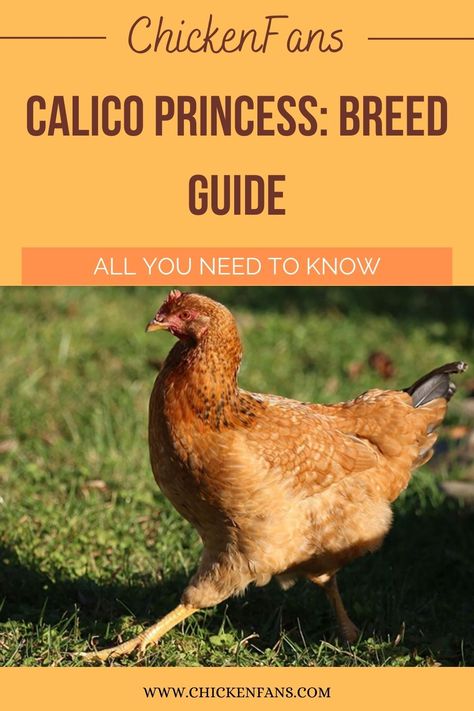 Calico Princess Chicken, Princess Chicken, Rhode Island Red Rooster, Chicken Board, House Chicken, Day Old Chicks, Chicken Keeping, Chinese Princess, Crazy Chicken