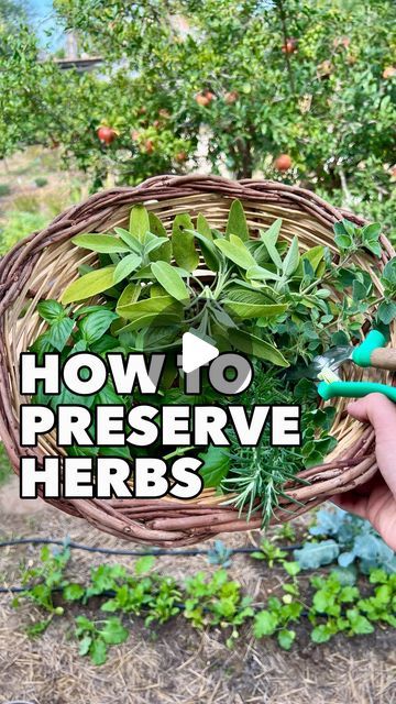 Patrick Vernuccio on Instagram: "Enjoy your kitchen herbs all year long 🌿 with this easy method 💚

I avbolutely love growing kitchen herbs such as Basil, Rosemary, Sage, Oregano and I can enjoy them all year long by freezing them into ice cube trays with olive oil. 

It’s extremely easy to do and also super easy to use while cooking, it will give a taste of summer to any of your dishes. 

If it’s already too cold in your region, don’t wait too long to harvest summer kitchen herbs. The drop of temperatures can really quickly affect them…This is specially the case for Basil. 

This is indeed not the only method to preserve herbs, I already shared with you how to make your own dried herbs with a solar dehydrator, and there are many other tips coming soon to enjoy your kitchen herbs in many Basil In Olive Oil, How To Freeze Basil, Preserve Herbs, Solar Dehydrator, Preserving Herbs, Rosemary Sage, Kitchen Herbs, Garden Food, Dried Herbs