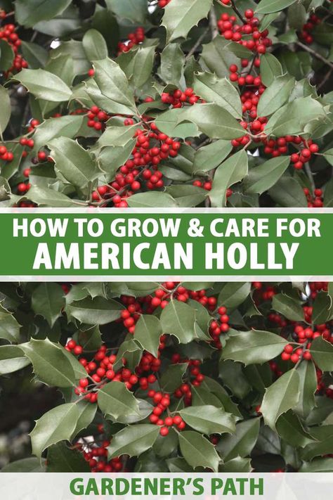 A close up vertical image of American holly with dark green foliage and bright red berries. To the center and bottom of the frame is green and white printed text. Holly Trees, American Holly, Holly Shrub, Drought Tolerant Trees, Holly Plant, Holly Bush, Acid Loving Plants, Small Balcony Garden, Holly Tree