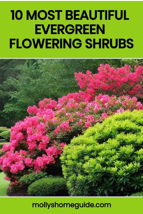 Discover a stunning selection of evergreen flowering shrubs perfect for adding color and beauty to your garden year-round. Explore the best varieties for full sun, shade, or low maintenance options that will thrive in any garden setting. Whether you're looking for lovely blooms or long-lasting winter color, these perennial shrubs are sure to enhance your outdoor space with their beauty. From beautiful evergreen bushes with flowers to amazing dwarf varieties, there is a perfect option for every l Perennial Flowers Full Sun, Bushes With Flowers, Shrubs For Full Sun, Burning Bush Shrub, Evergreen Bushes, Daphne Shrub, Evergreen Bush, Flowering Bushes, Evergreen Garden