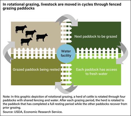 USDA ERS - Study Examines How and Where U.S. Cow-Calf Operations Use Rotational Grazing Cattle Farming For Beginners, Rotational Grazing Layout For Cattle, Rotational Grazing Layout, Cow Enclosure, Cow Farm Ideas, Allotment Planning, Raising Cows, Rotational Grazing, Suburban Homestead