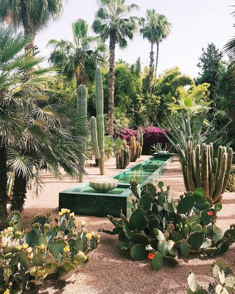 🔸Flora Bowley🔸 on Instagram: “Soooo, I almost filled my entire sketchbook today between La Jardin Marjorelle, the Berber Museum and the Yves Saint Laurent Museum. Three…” Yves Saint Laurent Museum, Cactus Garden Design, Cactus Farm, Flora Bowley, California Garden, Dry Garden, Areas Verdes, Intuitive Painting, Desert Garden