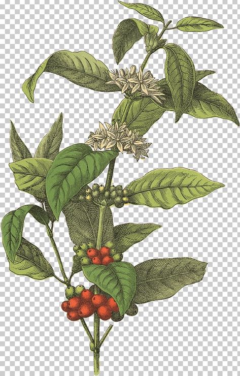 Coffee Tree Illustration, Illustration Art Coffee, Simple Illustration Art, Coffee Plants, Mural Cafe, Coffee Infographic, Coffee Tattoo, Coffee Artwork, Illustration Kunst