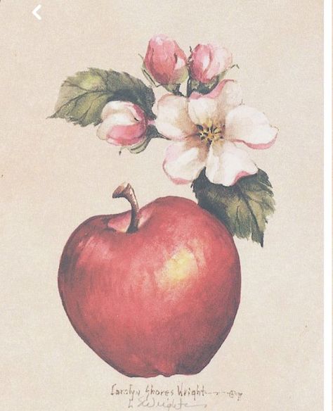 Apple Blossom Tattoos, Apple Tree Drawing, Painting Apple, Apple Tattoo, Apple Flowers, Traditional Tattoo Sleeve, Chicken Painting, Blossom Tattoo, Picture Postcards