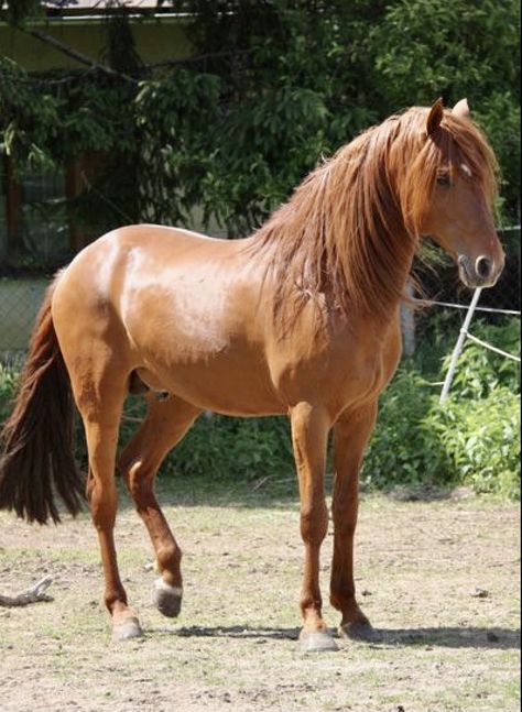 Barb chestnut stallion Barb Horse, Chestnut Horses, Horse Standing, Purple Horse, Beautiful Horse Pictures, Horses Equestrian, Chestnut Horse, Dream Horse, All About Horses