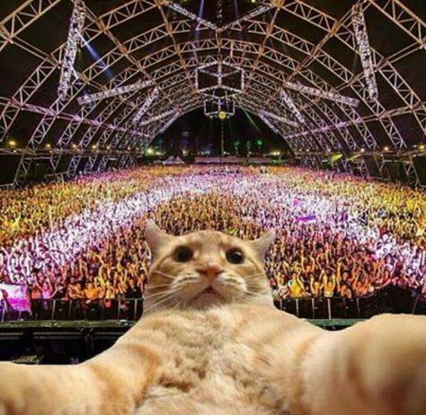 Cats + EDM = the best thing ever. Maryse Ouellet, Cat Selfie, Photo Awards, Travel Channel, Album Cover Art, Gothic Architecture, Music Covers, Grand Tour, Profile Pictures