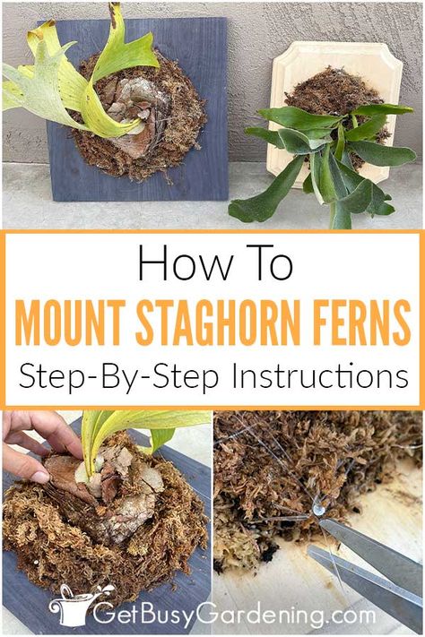 DIY staghorn fern mounting isn’t as challenging as you might imagine. In my detailed, step by step guide I walk beginners through how to mount a staghorn fern with their choice of materials. If you’re not sure where to start, check out the staghorn mounting ideas that are included. Then read through my recommended supply list and follow my easy instructions for getting your plant stabilized and ready to grow. Whether you choose a basket or a board, it will be a beautiful addition to your home. Staghorn Fern Care, Staghorn Plant, Staghorn Fern Mount, Fern Spores, Elkhorn Fern, Platycerium Bifurcatum, Ferns Care, Garden Landscaping Ideas, Craft Closet