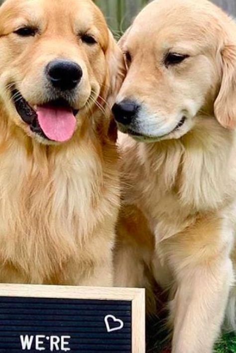 You’ve Never Seen a Baby Announcement Like This: These 2 Golden Retrievers Are Expecting! Having Puppies Announcement, Dog Having Puppies Announcement, Expecting Puppy Announcement, Dog Pregnancy Announcement Puppies, 2 Golden Retrievers, Dog Having Puppies, Puppy Announcement, Dog Pregnancy Announcement, Creative Pregnancy Announcement