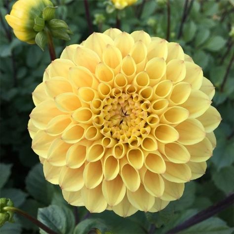 Dahlia 'Yellow don' Cut Flower Garden, Cut Flowers, Yellow Flowers, Dahlia, Flower Garden, Fruit, Yellow, Plants, Flowers