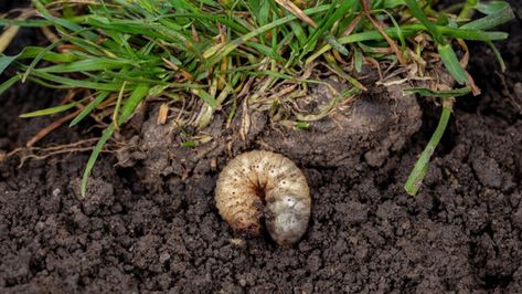 An excess of pesky grubs can be a disaster for an otherwise well-maintained lawn. Luckily, there's a natural solution for banishing these pests: neem oil. Insect Identification, Lawn Pests, Bushes And Shrubs, Natural Insecticide, Japanese Beetles, Lush Lawn, Fall Vegetables, Healthy Lawn, Lawn And Landscape