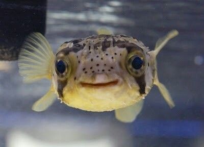 Gallery Of Smiling Adorable Baby Puffer Fish - I Can Has Cheezburger? Smiling Pufferfish, Pufferfish Cute, Baby Porcupine, Silly Fish, Smiling Animals, Salt Water Fish, Fish Ocean, Water Creatures, Puffer Fish