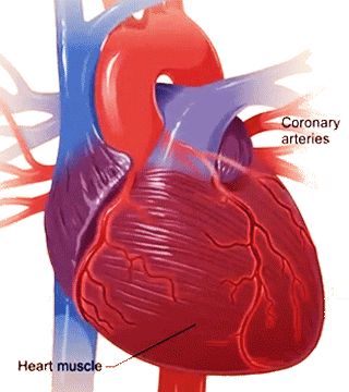 Heart Gifs, Kidney Anatomy, Human Heart Drawing, Human Digestive System, Heart Pump, Heart Muscle, Heart Gif, Heart Drawing, Beating Heart