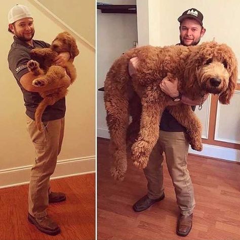 That man sure did shrink - Imgur Diy Dog Costumes, Giant Dogs, Golden Doodle, Doodle Dog, Goldendoodle Puppy, Fluffy Dogs, Airedale Terrier, Dog Costumes, Labradoodle