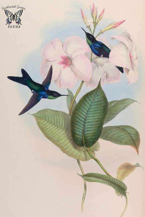 Vintage Hummingbird, Flying Bird Tattoo, John Gould, Birds Illustration, Free Vintage Printables, Hummingbird Art, Hummingbird Flowers, Bird Art Print, Humming Bird