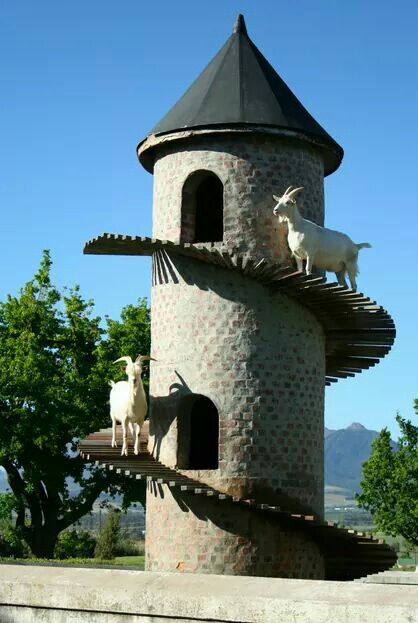 Goat helter skelter Goat Tower, Show Goats, Goat House, Wooden Staircases, Cute Posts, Mountain Goat, Watch Tower, Summer House, National Geographic