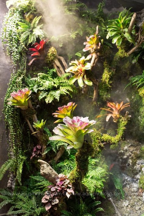 Tropical Terrariums, Frog Terrarium, Tropical Greenhouses, Vertical Garden Design, Beautiful Terrariums, Tropical Garden Design, Tropical Backyard, Aquarium Landscape, Reptile Terrarium