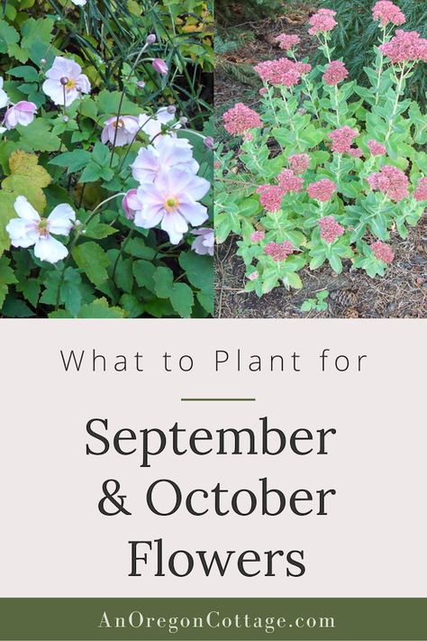 September Flowers In Season, Fall Flowers To Plant, Fall Blooming Flowers, Flower Planting Guide, Autumn Flowering Plants, Oregon Cottage, Summer Blooming Flowers, Fall Perennials, Flowers To Plant