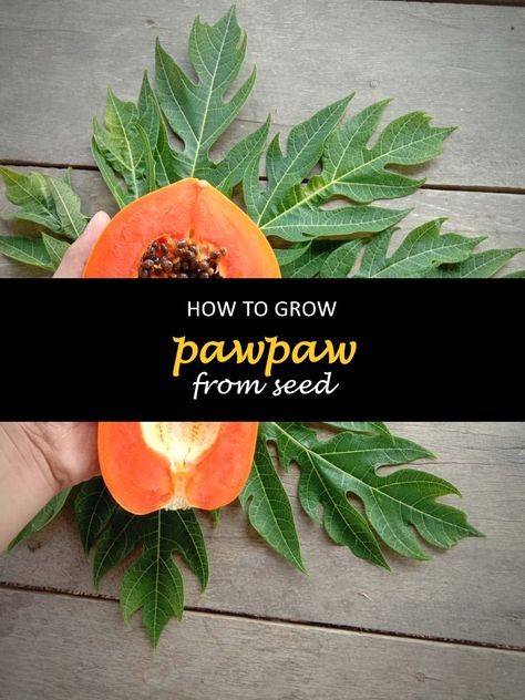 Pawpaws are native to the Eastern United States and make delicious fruit. It is easy to grow from seed but can be difficult to get started if you don’t know what you’re doing. We have put together this blog post with everything you need to start growing pawpaws from seed in your garden!. #shuncy #shuncygarden #lovethegreen #howtogrow #papaya #fruits Growing Pawpaw From Seed, How To Grow Pawpaw From Seeds, Growing Papaya From Seed, How To Grow Papaya From Seeds, Chicken Manure Compost, Papaya Growing, Plant Training, Grow From Seed, Papaya Seeds