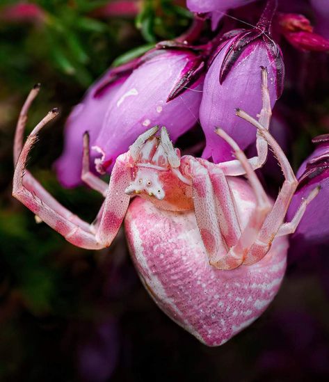 Colourful Spiders, Pretty Spiders, Insect Reference, Spiders Cute, Beautiful Spiders, Flower Crab, Orchid Mantis, Crab Spider, Spider Species