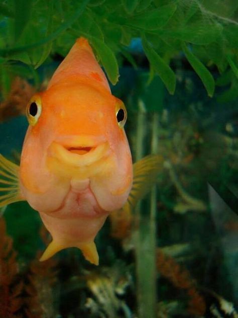 Happy animals, fish ✿⊱╮ Smiling Fish, Photos Of Fish, Parrot Fish, Guppy Fish, Fishtail Braids, Fish Face, Diy Tank, Aquatic Life, Two Fish