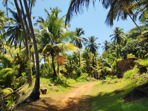 Insula Saint-Joseph French Guiana Saint Joseph, French Guiana, I Want To Travel, Next Holiday, Countries Around The World, St Joseph, West Indies, Central America, Types Of Art