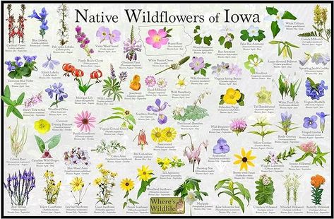 Amazon.com: Where's Wildlife Native Wildflowers of Iowa/State Flower Field Guide/Common Wildflower Identification Print/Flower Photo ID Poster/Nature Lover Gift (12" x 18"): Posters & Prints Iowa Wildflowers, Wildflower Identification, Common Wildflowers, Urban Design Graphics, Poster Nature, Native Garden, Print Flower, Iowa State, Design Graphics