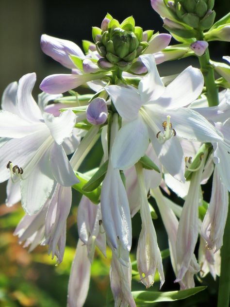 Hosta Guacamole, Creative Expressions, Horticulture, Guacamole, A Love, Roses, Photographer, Plants