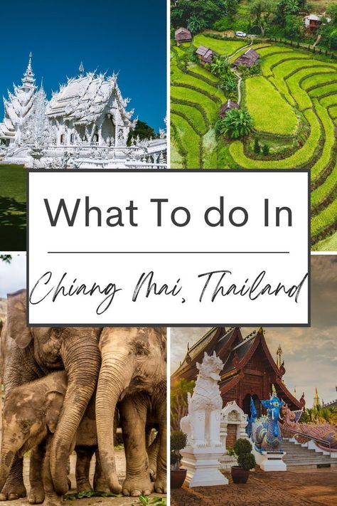 A collage of images featuring elephants in Thailand, Buddhist temples in Northern Thailand, and a farm in Chiang Mai Thailand Chiang Mai, Chiang Mai Travel, Thailand Vacation, Thailand Travel Tips, Thailand Travel Guide, Travel Visa, Chiang Mai Thailand, Unique Things, The Culture