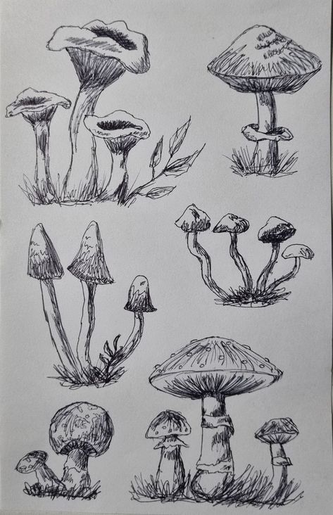 Wild Mushrooms Drawing, Edible Mushroom Drawing, Drawings Mushroom Forest, Sketch Ideas Mushroom, Sketchbook Ideas Mushrooms, Amanita Mushroom Drawing, Drawing Ideas With Mushrooms, Mushrooms Drawing Ideas, Fantasy Mushroom Forest Drawing