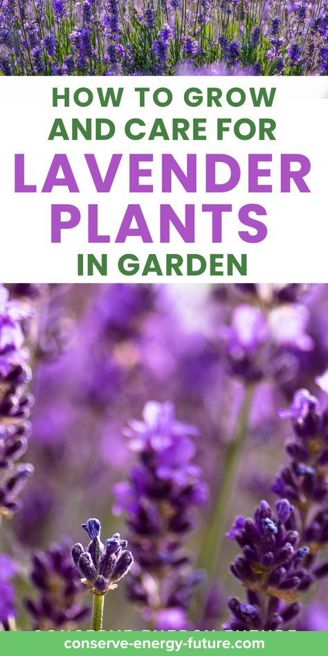 Discover the ultimate guide to lavender plant care! 🌿 Whether you're growing lavender indoors, in pots, or in your garden, this must-read guide has you covered. Learn essential tips for caring for English lavender, indoor lavender plants, and more. Learn the secrets to vibrant, healthy lavender plants and enjoy their fragrant blooms all year round! / how to care for a lavender plant, how to care for a lavender plant indoors, how to care for lavender plants in pots / Lavender Plants Landscaping, Lavender Plant Garden, Lavender Plant Indoors, Growing Lavender Indoors, Indoor Lavender Plant, English Lavender Plant, Lavender Potted Plant, Lavender Plant Care, Backyard Raised Garden