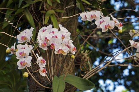 Orchids are natural Epiphytes - Mounting orchids on a tree. Brassavola, cattleya, moth orchid Orchids In Water, Orchid Varieties, Orchid Roots, Growing Orchids, Moth Orchid, Orchids Garden, Orchid Care, Beautiful Orchids, Orchid Plants