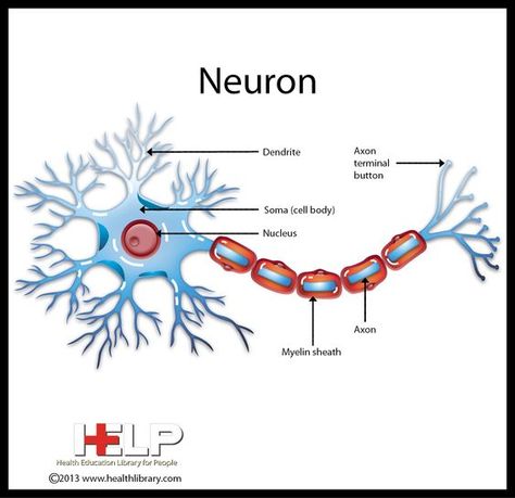 Neuron | Nervous System | Pinterest | Neurons Nerve Cell Drawing, Neurons Art, Neuron Diagram, Neuron Model, Neuron Structure, Learning Pyramid, Neuromuscular Junction, Neuroscience Art, Cell Diagram