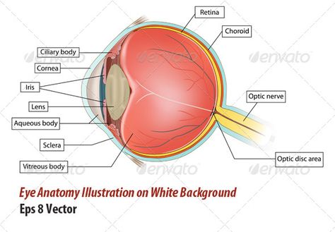 Eye Anatomy  #GraphicRiver         Eye Anatomy Illustration on White Background, Eps 8 Vector, Ai and Eps Included     Created: 15October13 GraphicsFilesIncluded: VectorEPS #AIIllustrator Layered: No MinimumAdobeCSVersion: CS Tags: Glaucoma #anatomy #body #eye #eyes #eyesight #glasses #health #iris #lens #medicament #medicine #nerve #oculist #ophthalmology #optic #optician #outlook #retina #view Eyeball Diagram, Diagram Of The Eye, Human Eye Diagram, Eye Photos, Eye Anatomy, Parts Of The Eye, Laser Eye, Laser Surgery, Diagram Design