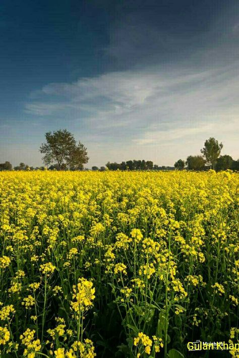 So fantastic beauty of Mustrad fields Nanakpur Khaniwal Punjab Pakistan Punjab Culture, Village Scene Drawing, Pakistan Punjab, Paddy Field, Crop Field, Punjabi Culture, Winter Crops, Beautiful Pakistan, Flower Mural