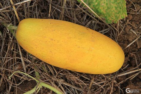 Yellow Cucumbers Varieties Yellow Cucumbers What To Do With, Yellow Cucumber Pickles, Yellow Cucumbers, Too Many Cucumbers, Lots Of Cucumbers, Cucumber Leaves Turning Yellow, Excess Cucumbers, Yellow Cucumber, Cucumber Varieties